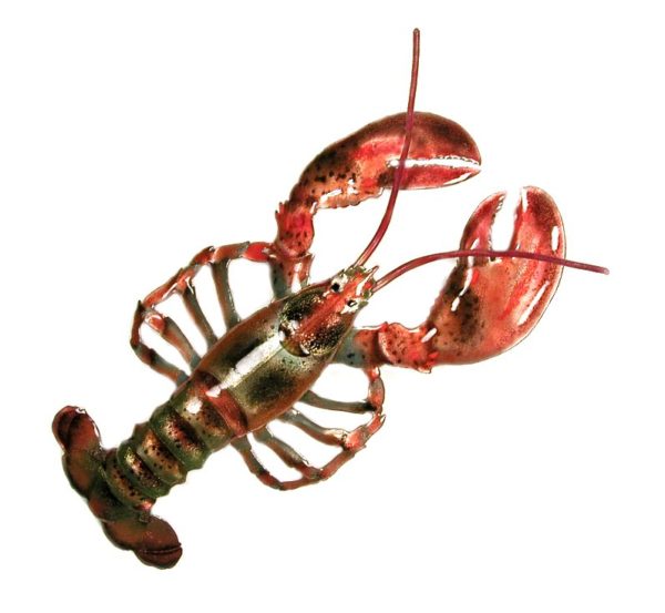 bovano lobster