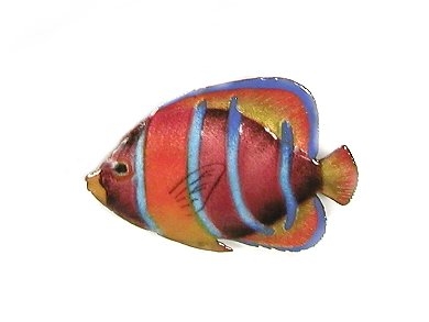 Single King Angelfish (purple w/orange stripes)
